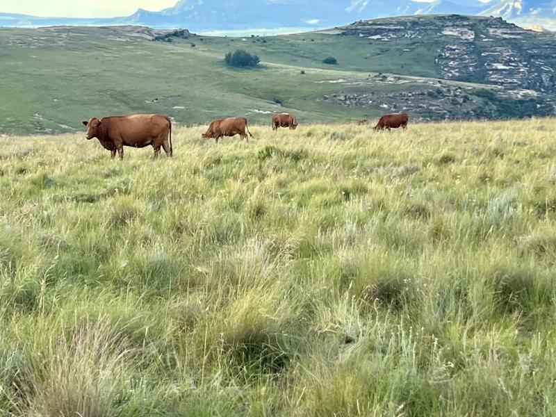 0 Bedroom Property for Sale in Fouriesburg Free State